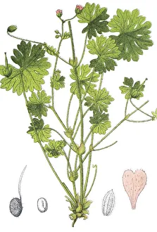 Dovesfoot cranesbill (Geranium molle)
