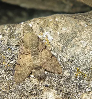 Dovetail Macroglossum stellatarum