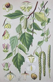 Downy birch (Betula pubescens)