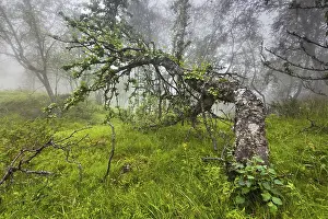 Category Scandinavia Prints: Downy Birch (Betula pubescens) in the fog