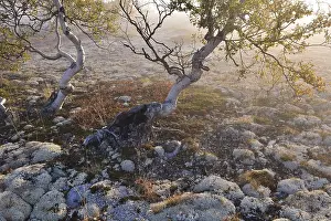 Category Scandinavia Prints: Downy Birch trees (Betula pubescens) and Reindeer Lichen (Cladonia rangiferina)