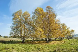 Downy birches (Betula pubescens)