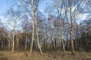 Downy birches (Betula pubescens) in winter
