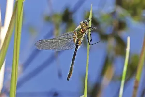 Downy emerald (Cordulia aenea)