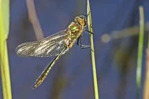 Downy emerald (Cordulia aenea)