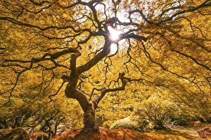 Downy Japanese Maple (Acer japonicum) with autumn colour