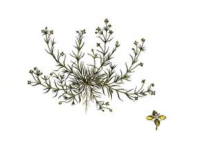 Downy mastwort, Sagina procumbens