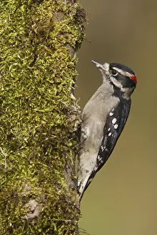 Downy Woodpecker (Dryobates pubescens) male