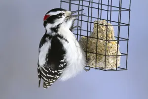 Downy woodpecker (Picoides pubescens)