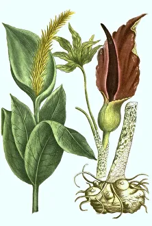 Dracunculus serpentaria, common dragonwort
