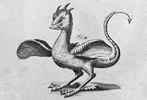 Dragon, copperplate engraving from Museum Museorum