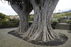 Dragon tree, La Palma, tree, Canary Islands