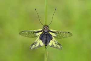 Dragonfly butterfly (Libelloides coccajus)