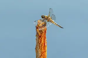 Dragonfly catching on branch tree on sky background