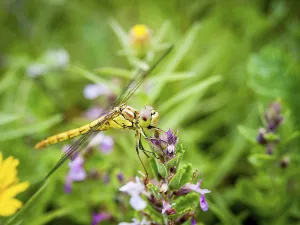 Dragonfly on a flower