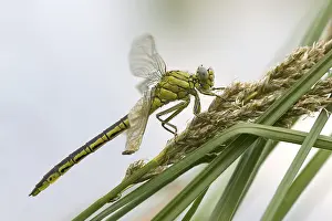 Dragonfly (Gomphus pulchellus) after eclosion