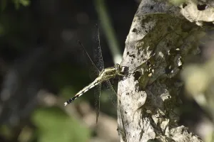 Dragonfly on a leaf of horseradish