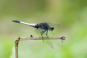Dragonfly (Orthetrum triangular subsp) rest on branch