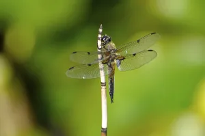Dragonfly at the pond, four-spotted chaser (Libellula quadrimaculata)