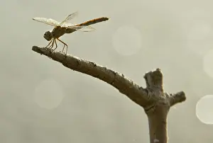 Dragonfly sits on a branch