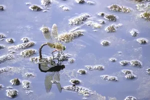 Dragonfly, Summer, Germany