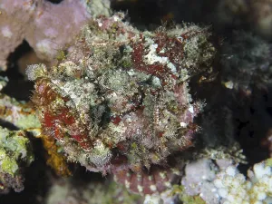 Dragon's head (Scorpaenopsis sp)