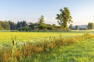 Drainage ditch in wet meadow, cattail (Typha)