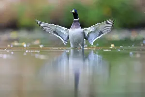 A drake straightens up in shallow water