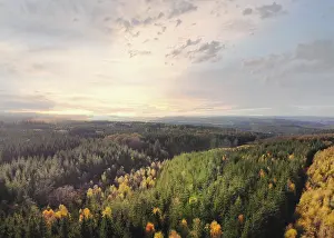 Dramatic aerial sunset over the pine tree forest in autumn in the Ardennes