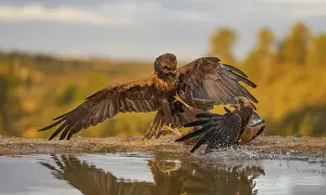 Framed Print : A dramatic scene unfolds as two eagles engage in a fierce fight by a water body Framed Print : A dramatic scene unfolds as two eagles engage in a fierce fight by a water body