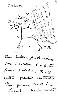 Drawing, Charles Darwins tree of life