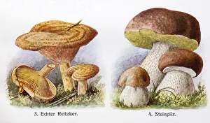 Drawings of edible mushrooms, the real mushroom (Lactarius deliciosus) or Edel-Reizker