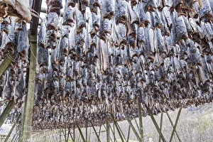 Dried cod, on a drying rack, Lofoten