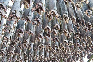 Dried cod, near Gimsoy, Vagan, Lofoten
