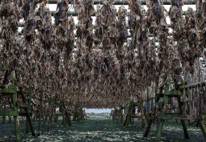 Dried fish, Iceland