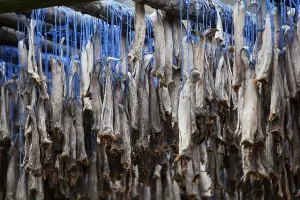 Dried fish, Iceland, Europe