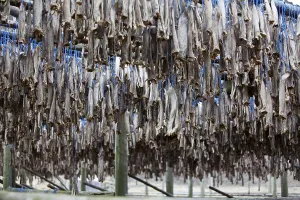 Dried fish, Iceland, Europe