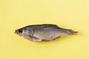 Dried fish - rudd on a yellow background, isolate