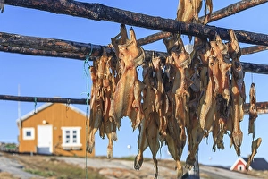 Dried fish, seal meat, whale meat