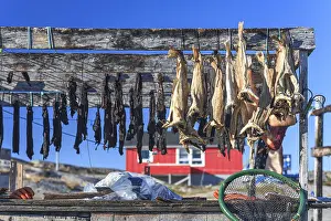 Dried fish, seal meat, whale meat