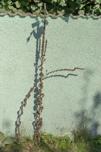 Dried large flowered mullein (Verbascum densiflorum) with shadows cast on a wall