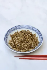 Dried mealworms in bowl and chopsticks, Germany
