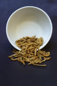 Dried mealworms in bowl, Germany