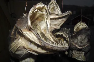 Dried monkfish, souvenir from Norway, Europe