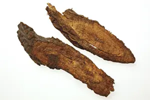 Dried root of the medicinal plant teasel (Dipsacus) japonicus