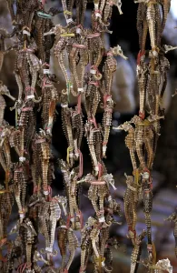 Dried seahorses Cho Dam, central marketplace in Nha Trang