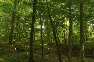 Dried-up watercourse and tree fall in the UNESCO World Heritage Site and Hainich National Park