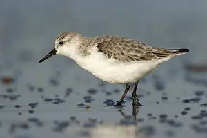 Drieteenstrandloper foerageren