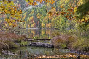 Driftwood on the shore of Lake Toplitz