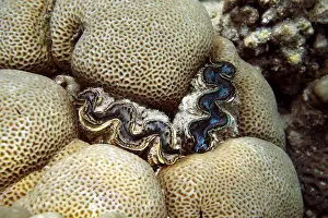 Drilling or ingrown giant clam (Tridacna crocea) in a stony coral